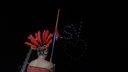 Primeiro show de drones em São Vicente conclui de forma histórica Encenação 2025 na Cidade Primeiro show de drones em São Vicente conclui de forma histórica Encenação 2025 na Cidade
