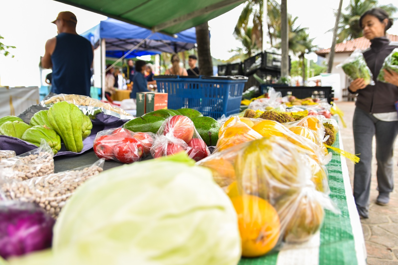 São Vicente celebra Dia Mundial da Alimentação com Feira de produtos Orgânicos e Sustentabilidade
