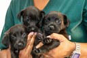 São Vicente reforça combate aos maus-tratos contra animais São Vicente reforça combate aos maus-tratos contra animais