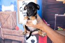 Totens para pets divulgam animais para adoção em São Vicente Totens para pets divulgam animais para adoção em São Vicente