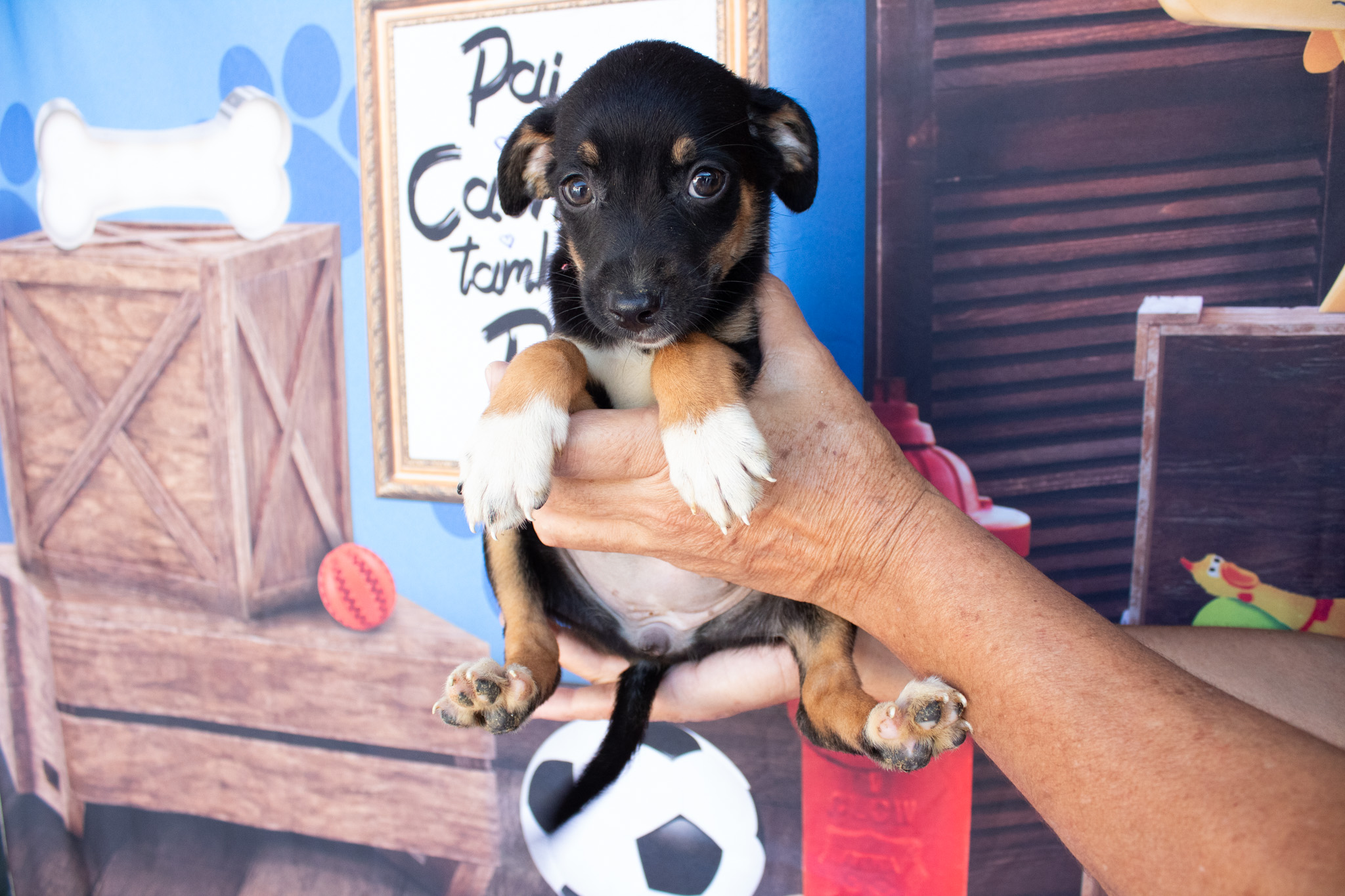 Totens para pets divulgam animais para adoção em São Vicente