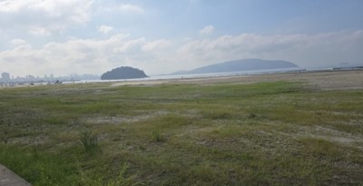 Vegetação costeira ajuda a proteger litoral em São Vicente